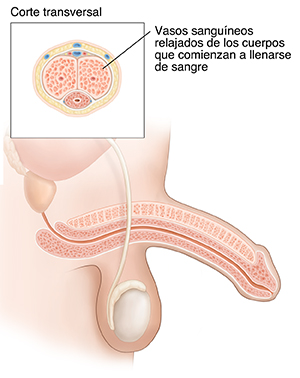 Vista lateral de la anatomía reproductora masculina donde puede verse tumescencia peneana. Recuadro que muestra corte transversal de la tumescencia peneana.