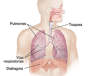 Vista frontal de la cabeza y del torso de un hombre donde se observa el sistema respiratorio.