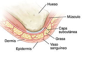 Primer plano de hueso, músculo y piel.