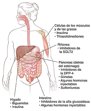 Contorno de una figura humana donde pueden verse los sitios en que actúan los medicamentos para la diabetes.